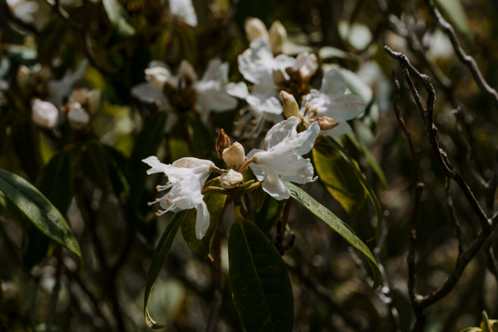 A close up of a white rhododendron bloom in NC.