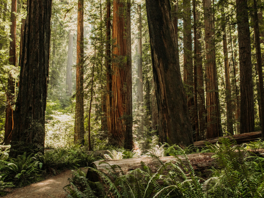 Redwoods national park is a beautiful place to have a wedding. There are giant trees and ferns to explore.