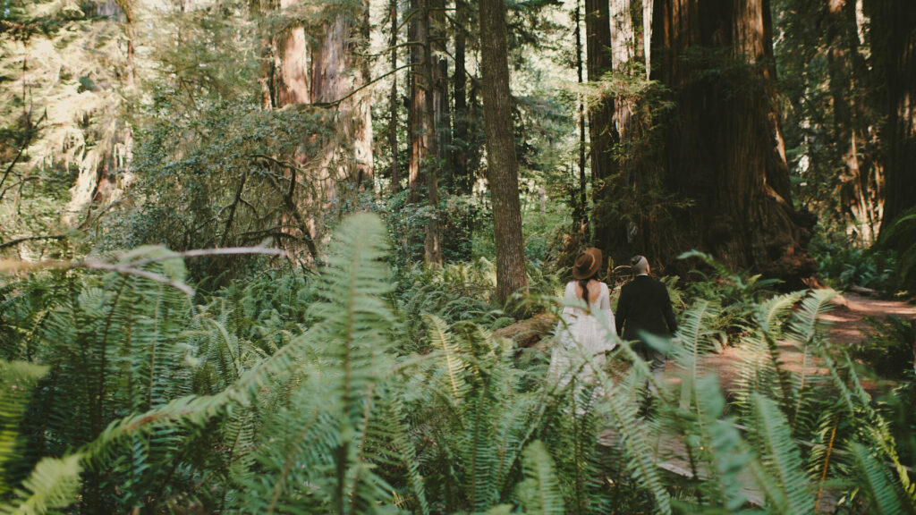 A couple is holding hands in the distance and walking through the redwoods forest of ferns and giant trees during their elopement day.