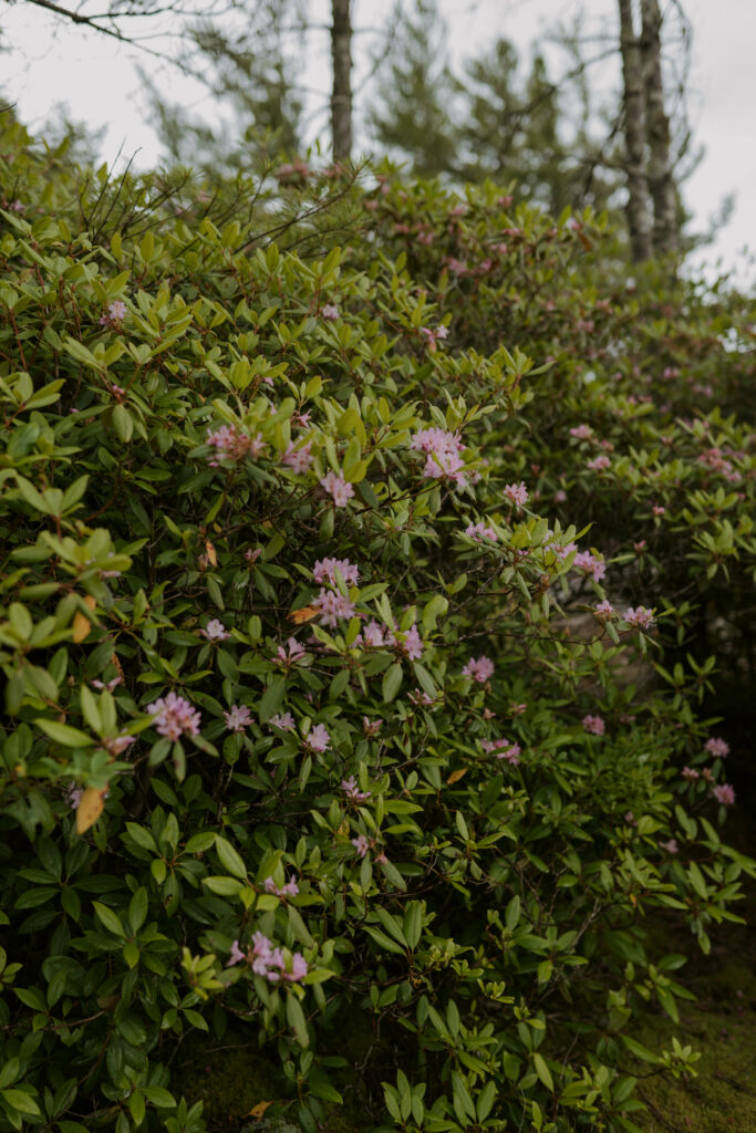 Pink rhododendrons blooming and blowing in the wind.