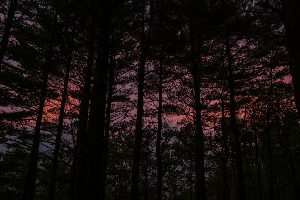 A pink sunset seen through a pine forest from below in North Carolina.