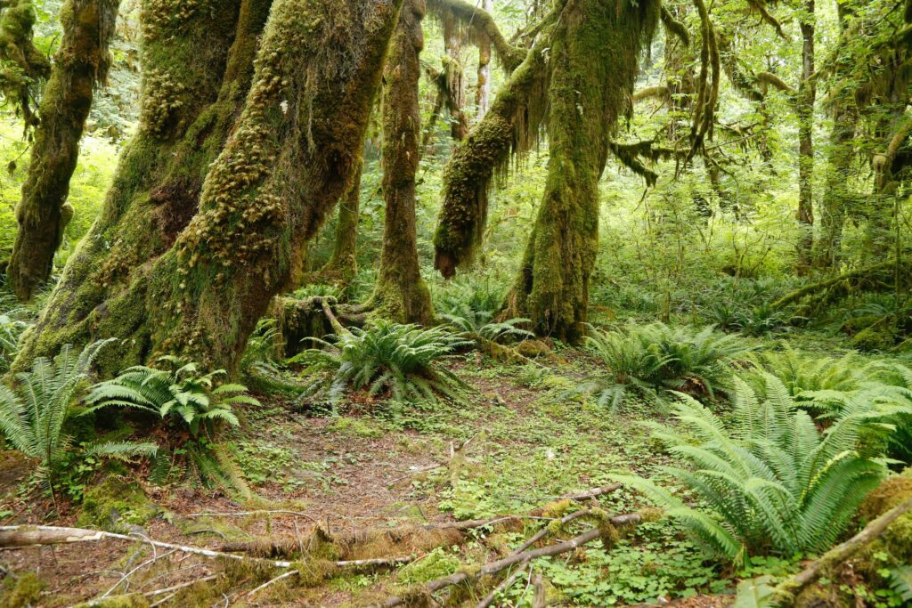 A mossy forest with big ferns and green everywhere in Olympic National Park, Washington.