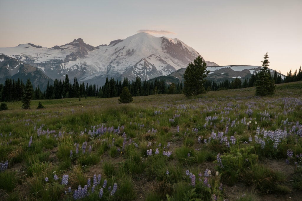 The landscape set up perfectly for a Mount Rainier Elopement during sunset with purple wildflowers in the foreground and the mountain in the background.
