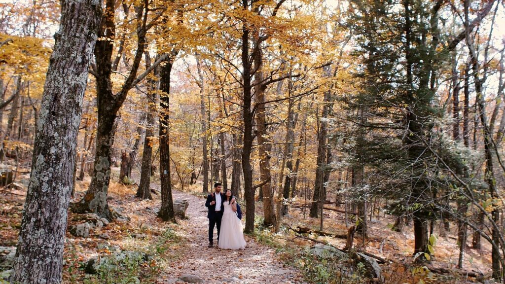 A couple stands in their wedding clothes on a trail looking up into the golden leaves of the forest.