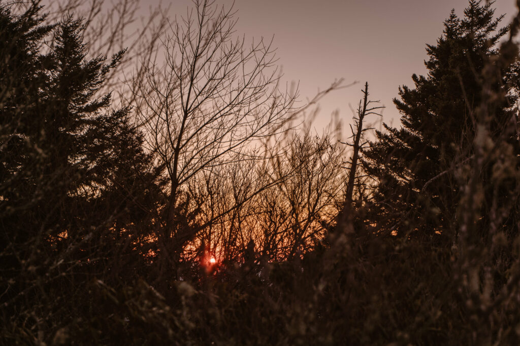 The sun starts to rise through pine trees in a forest.