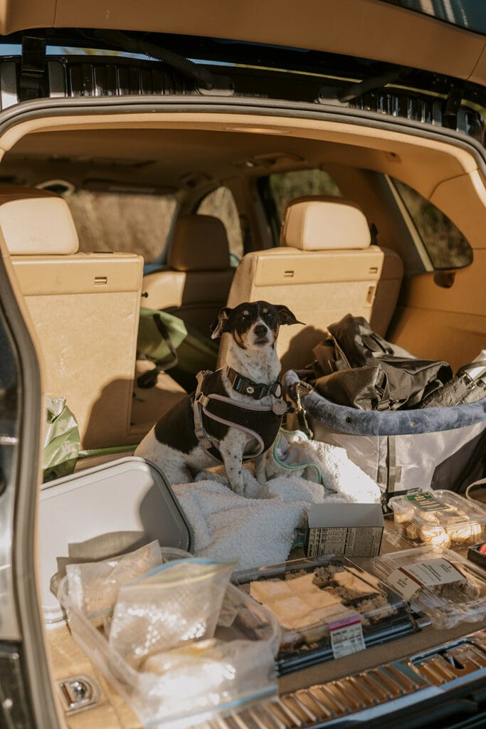 A little black, brown and white dog with floppy ears is sitting in the trunk of a car surrounded by containers of food and items.