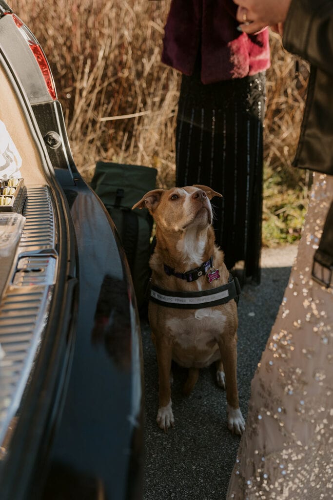 A bring and white dog is looking up at a person standing behind an open car trunk.