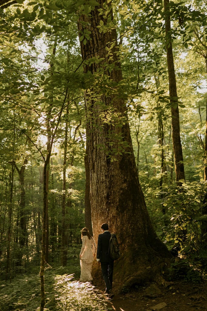 A couple in wedding clothes is walking around an old growth tree during their elopement in NC; one of the best places to elope.